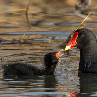 Common Moorhen feeding chick